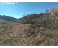 finca con casa en alfarnate