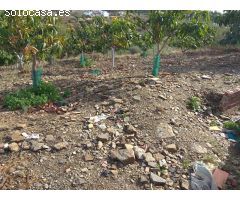 Finca de aguacates y mangos con casa