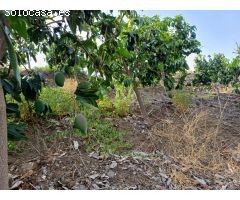 parcela puesto de mangos  en almachar