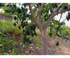 parcela puesto de mangos  en almachar