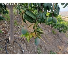 parcela puesto de mangos  en almachar