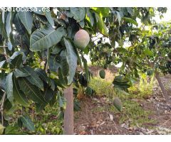 parcela puesto de mangos  en almachar
