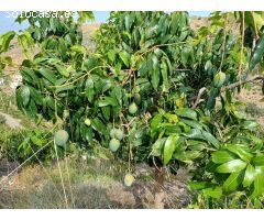parcela puesto de mangos  en almachar