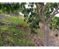 parcela puesto de mangos  en almachar