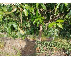 parcela puesto de mangos  en almachar