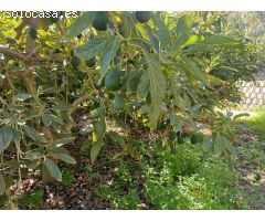 Parcela en cajiz con aguacate