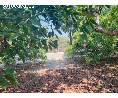casa de campo con aguacates en almayate