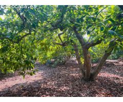 casa de campo con aguacates en almayate