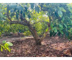 casa de campo con aguacates en almayate