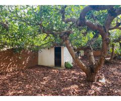 casa de campo con aguacates en almayate