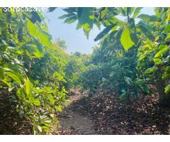 casa de campo con aguacates en almayate