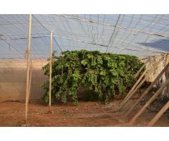 Finca rustica en Venta en Mazaricos, Santa Cruz de Tenerife