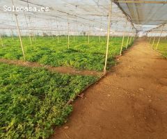 Finca rustica en Venta en Mazaricos, Santa Cruz de Tenerife