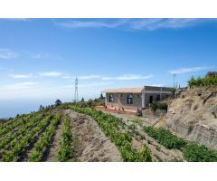 Finca de viñas en Fasnia
