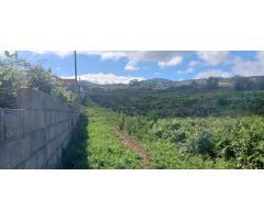 VIÑEDO EN TACORONTE