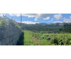 VIÑEDO EN TACORONTE