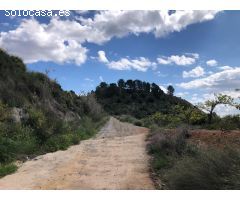 FINCA DE 140 HANEGADAS EN PLENA PRODUCCIÓN