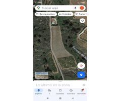 FINCA DE 140 HANEGADAS EN PLENA PRODUCCIÓN