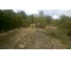 PARCELA PEGADA AL PUEBLO DE TORREMANZANAS /ARBOLES / 7.500 MTS