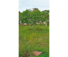 SE VENDE PARCELA VALLADA / MUTXAMEL / CASITA DE MADERA