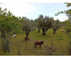Finca rustica en Venta en Villanueva de la Vera, Cáceres