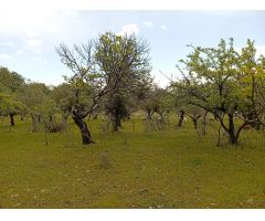 Finca rustica en Venta en Villanueva de la Vera, Cáceres