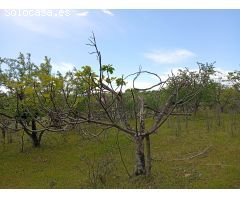 Finca rustica en Venta en Villanueva de la Vera, Cáceres