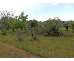 Finca rustica en Venta en Villanueva de la Vera, Cáceres
