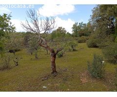 Finca rustica en Venta en Villanueva de la Vera, Cáceres