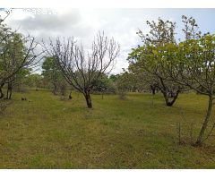 Finca rustica en Venta en Villanueva de la Vera, Cáceres