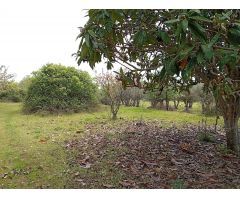 Finca rustica en Venta en Villanueva de la Vera, Cáceres