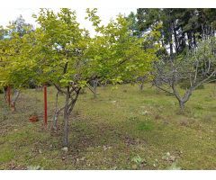 Finca rustica en Venta en Villanueva de la Vera, Cáceres