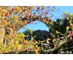 Finca rustica en Venta en Jarandilla de la Vera, Cáceres