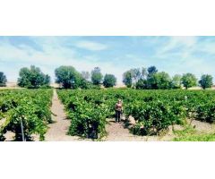 Finca rustica en Venta en Aranjuez, Madrid