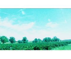 Finca rustica en Venta en Aranjuez, Madrid