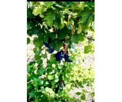 Finca rustica en Venta en Aranjuez, Madrid