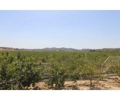 FINCA CON EXPLOTACIÓN AGRÍCOLA