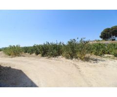 FINCA CON EXPLOTACIÓN AGRÍCOLA