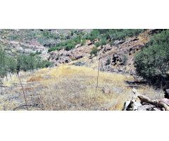 Terreno con olivos, invernadero y cuarto apero con agua y luz en la montaña de San Bartolomé de Tira