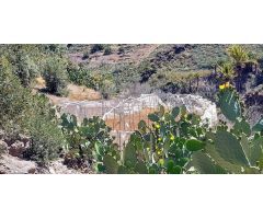 Terreno con olivos, invernadero y cuarto apero con agua y luz en la montaña de San Bartolomé de Tira