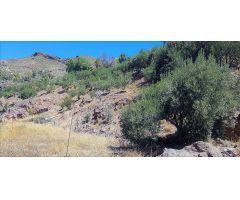 Terreno con olivos, invernadero y cuarto apero con agua y luz en la montaña de San Bartolomé de Tira