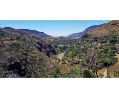 Terreno con olivos, invernadero y cuarto apero con agua y luz en la montaña de San Bartolomé de Tira