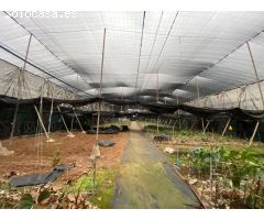 Finca con vivienda