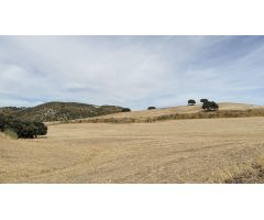 CASA CORTIJO EN FINCA RÚSTICA DE 756 ha CON COTO DE CAZA Y GANADERÍA (SIERRA SUR SEVILLA)