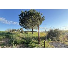 FINCA RÚSTICA USO AGRARIO EN GIBRALEÓN (HUELVA)