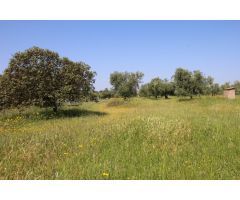 Terreno rural en Venta en Esparragalejo, Badajoz