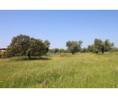 Terreno rural en Venta en Esparragalejo, Badajoz