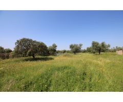 Terreno rural en Venta en Esparragalejo, Badajoz