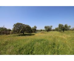 Terreno rural en Venta en Esparragalejo, Badajoz