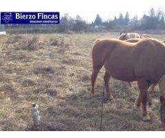SE VENDE PRECIOSA FINCA EN CAMPONARAYA . IDEAL PARA CHALET